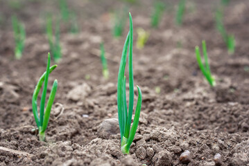 Growing green onion in vegetable garden close up. Onion plantation, onion plants growing in field.