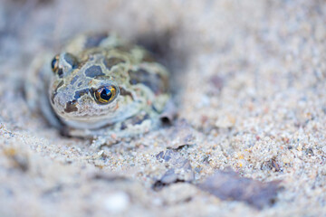 Captive bred toad being reintroduced in the wild