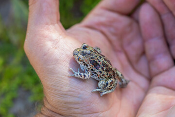 Captive bred toad being reintroduced in the wild