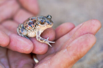 Captive bred toad being reintroduced in the wild