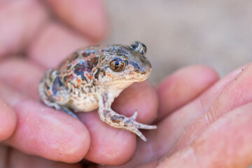 Captive bred toad being reintroduced in the wild
