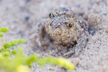 Captive bred toad being reintroduced in the wild
