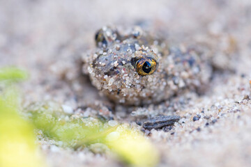 Captive bred toad being reintroduced in the wild