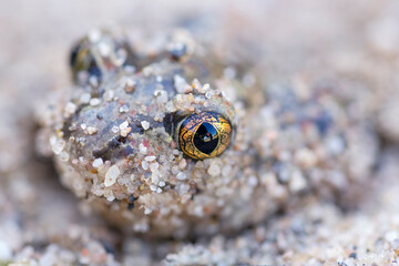 Captive bred toad being reintroduced in the wild