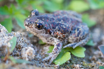 Captive bred toad being reintroduced in the wild