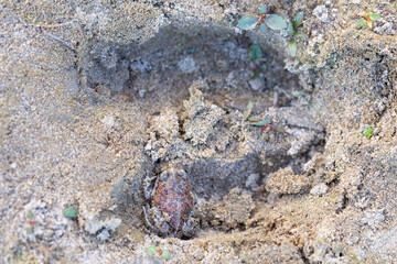 Captive bred toad being reintroduced in the wild