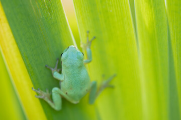 Tree frog on a green leaf