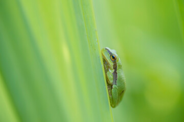 Tree frog on a green leaf