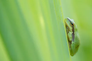 Afwasbaar fotobehang Tree frog on a green leaf © Staffan Widstrand