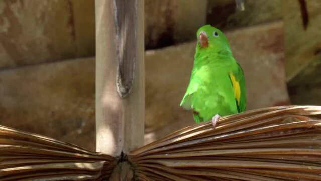 Funny parakeets on a palm tree.  Yellow-chevroned Parakeet. Brotogeris chiriri.