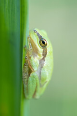 Tree frog on a green leaf