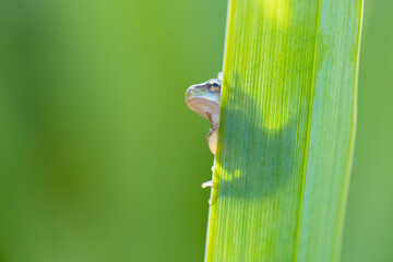 Tree frog on a green leaf