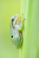 Tree frog on a green leaf