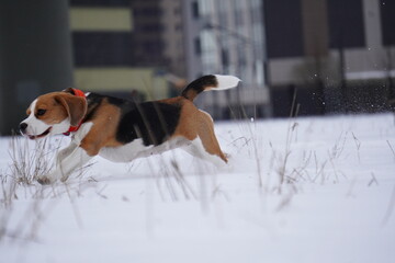 beagle dog in snow