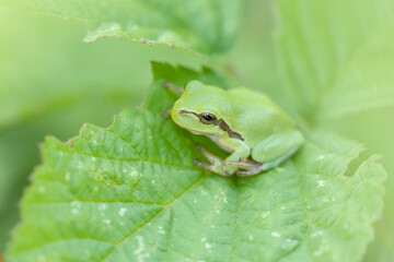 Tree frog on a green leaf