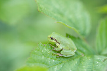 Tree frog on a green leaf