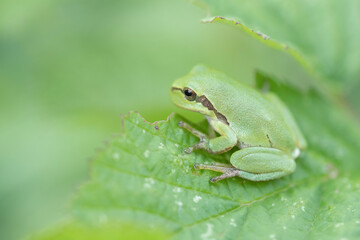 Tree frog on a green leaf