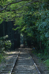 Fototapeta premium 旧国鉄倉吉線廃線跡の竹林の風景 鳥取県 旧国鉄倉吉線廃線跡