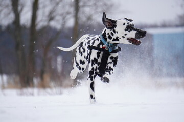 dalmatian dog on snow