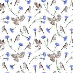 Seamless pattern Tufted Titmouse and meadow cornflowers. Grey birds hand drawn - 573939141