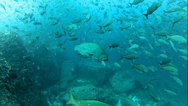 Big Tuna, Grouper and school of fish.