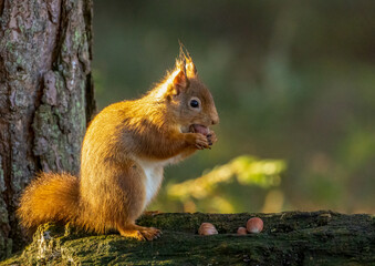 portrait of Scottish red squirrel