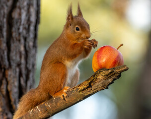 scottish red squirrel eating a red apple in the sunshine 