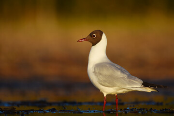 Black-headed gull (Chroicocephalus ridibundus) in the wetlands in spring.
