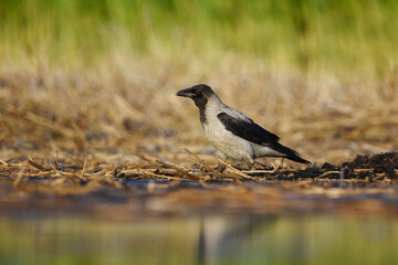 Hooded crow (Corvus cornix) looking for food in the wetlands in summer.