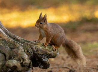 red squirrel in the forest