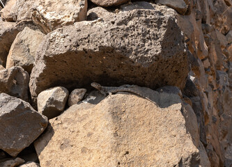 The lizard  hides in the shade between the stones on site of the Gamla Nature Reserve, Golan Heights, northern Israel