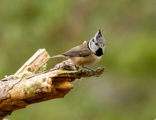Crested tit in Scottish highland woodland
