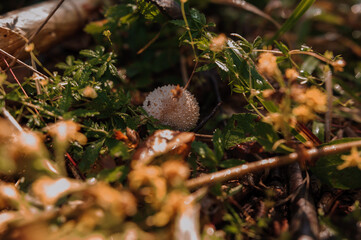 Prickly puffball mushroom grows in the forest. Lycoperdon marginatum