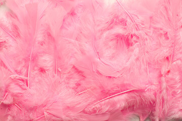 Coral pink feathers background, flat lay with soft feathers for design backdrop