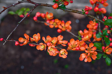 Cydonia blooming with red flowers. Japanese quince with drops of water on branch of bush after...