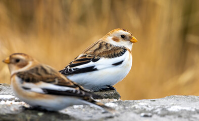 Snowbunting in Scotland