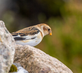 Snowbunting in Scotland