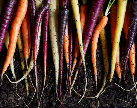 Juicy colored carrots on soil background