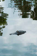 Alligator head emerging from lake between tree reflections