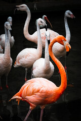 flamingos standing in water