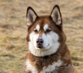 siberian husky dog © Sarah