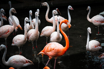 flamingos standing in water