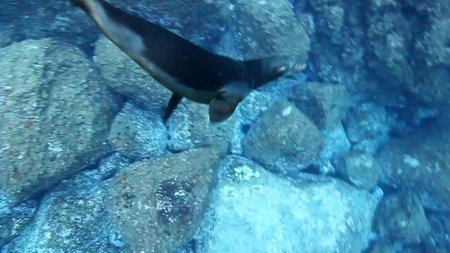 Sea lion swimming underwater in the Galapagos Islands