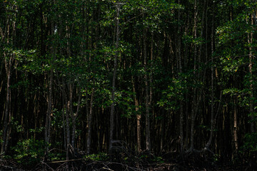 Green tropical mangrove forest with river sea bay