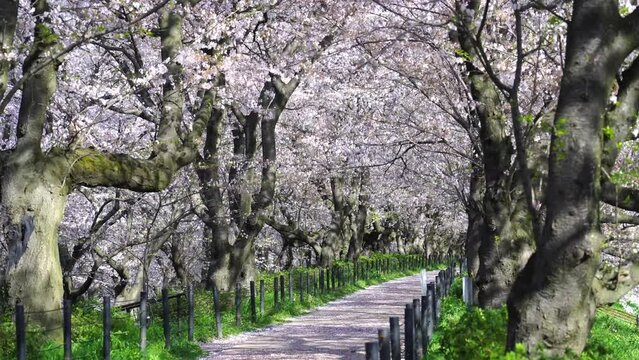 満開の桜並木の遊歩道の風景