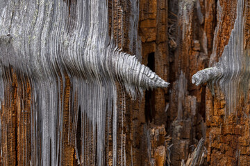 Inside of a dead Scots pine tree