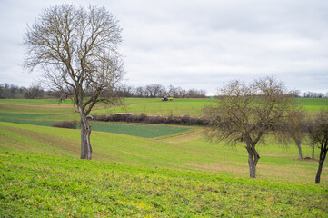 Fototapeta na wymiar Agricultural field with trees and a tractor with trailer in the distance during cloudy day