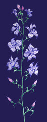 Consolida regalis. Wildflowers. Watercolor painting.