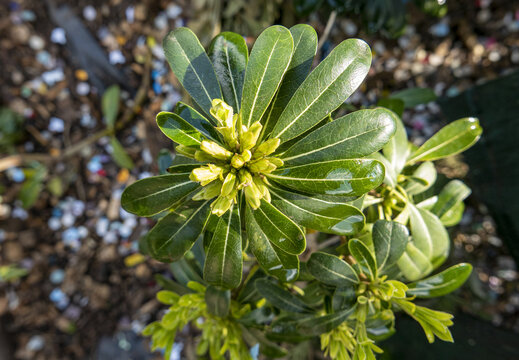 macro di un ramo di pitosforo illuminato dal sole