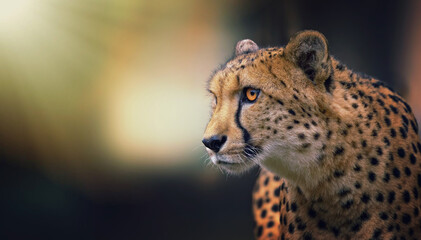 The rare gepard Acinonyx jubatus hunts for prey quietly and watches. © Jiří Fejkl